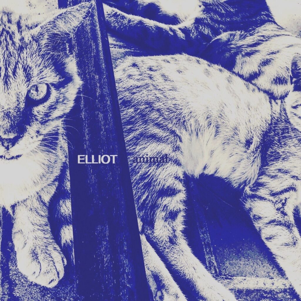 Animal